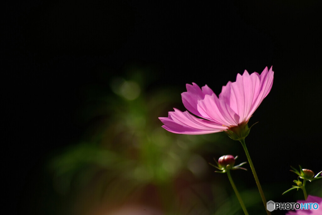 神無月の光❁COSMOS秋