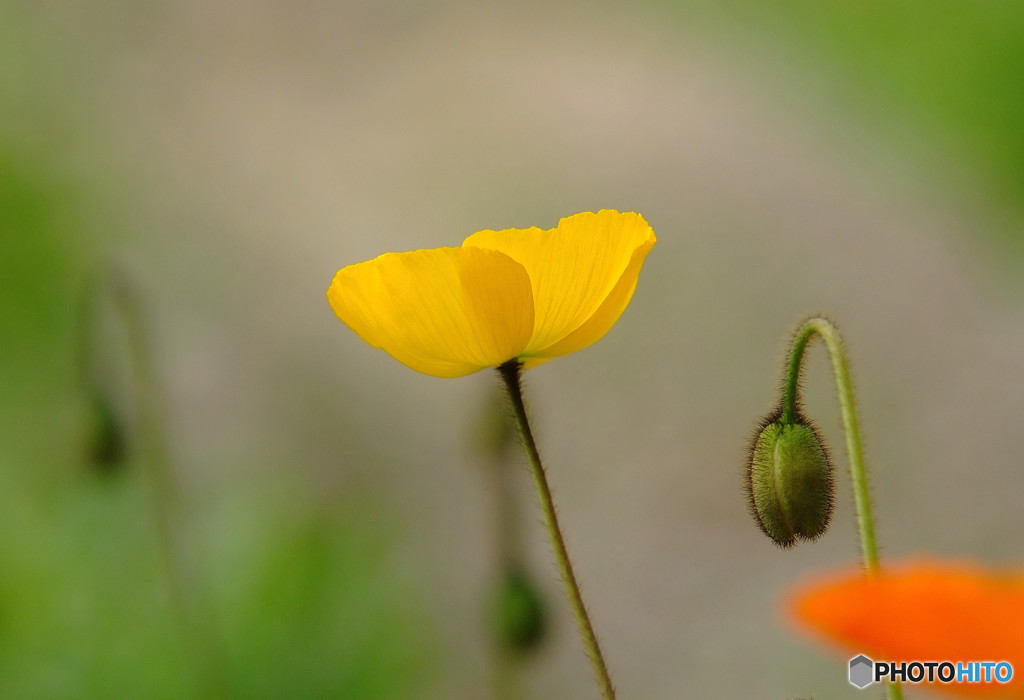 花の時・愛の時 