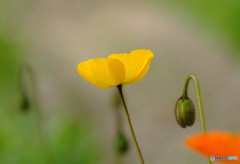 花の時・愛の時  花の時・愛の時