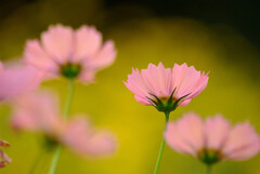 夢のつづき❁COSMOS秋 夢のつづき❁COSMOS秋