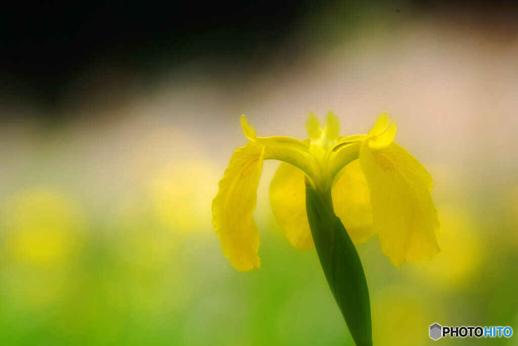NATURAL BEAUTY✿彩