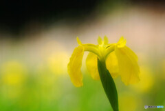 NATURAL BEAUTY✿彩