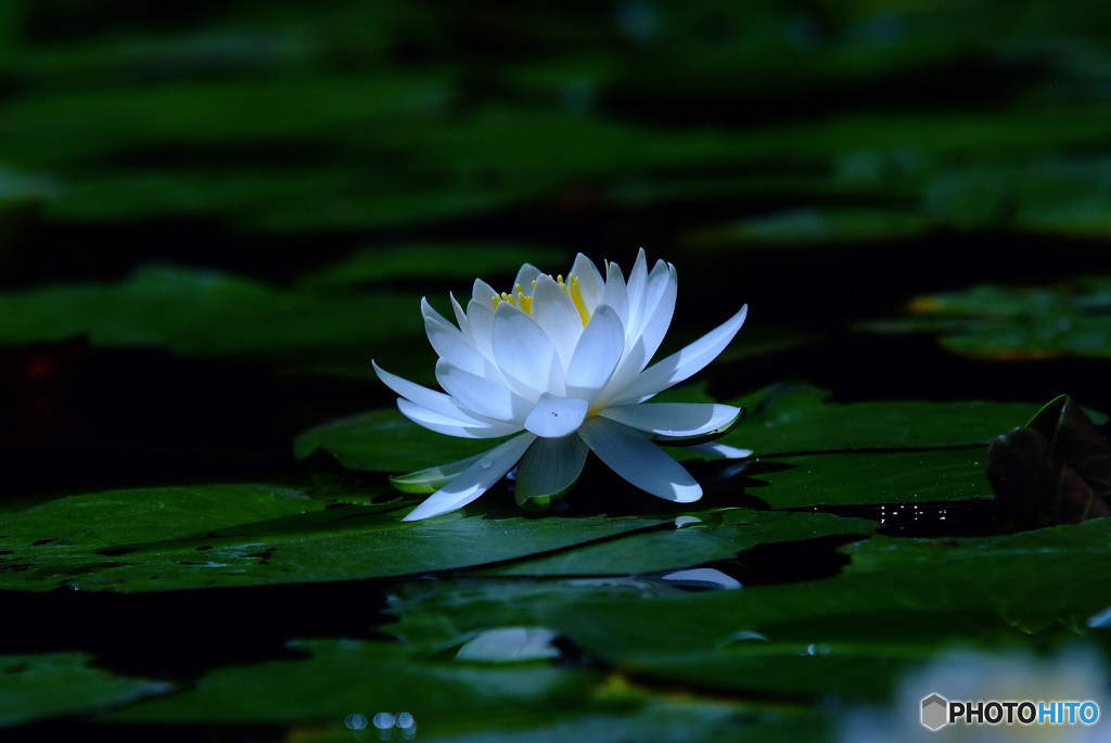 永遠に美しく・睡