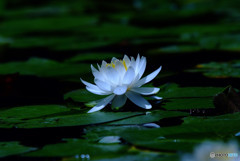 永遠に美しく・睡
