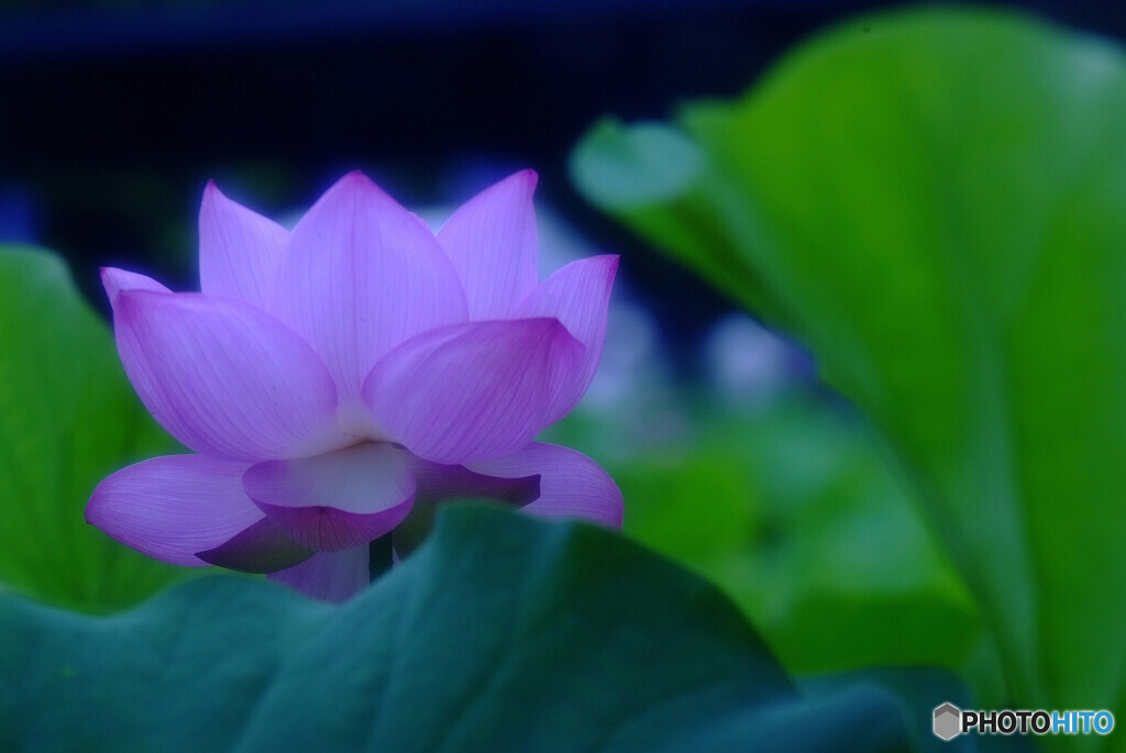 夢のつづき・華