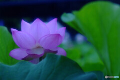 夢のつづき・華