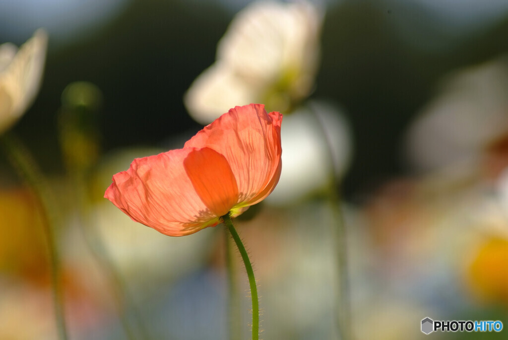 Poppy日記✿ひとり咲き