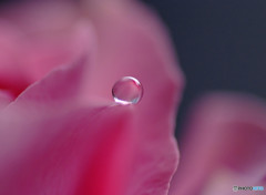 雨の日の雫