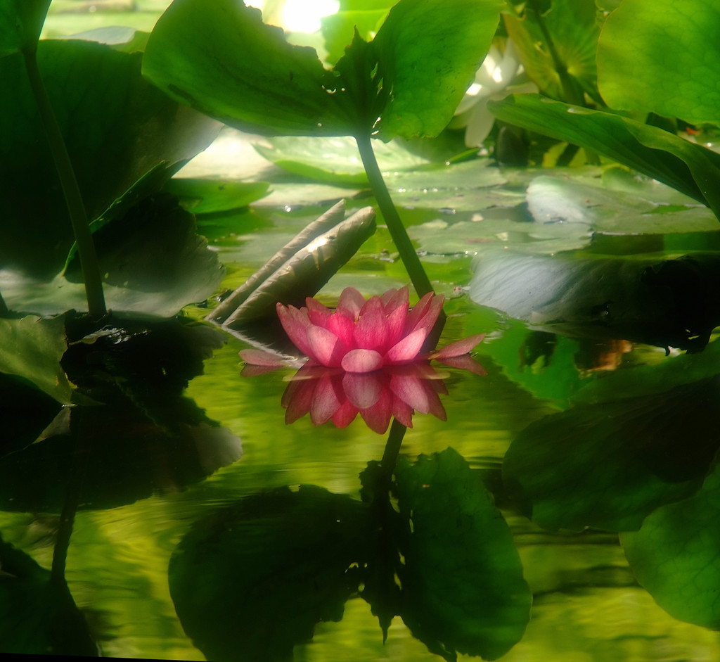 秘密の花園・蓮