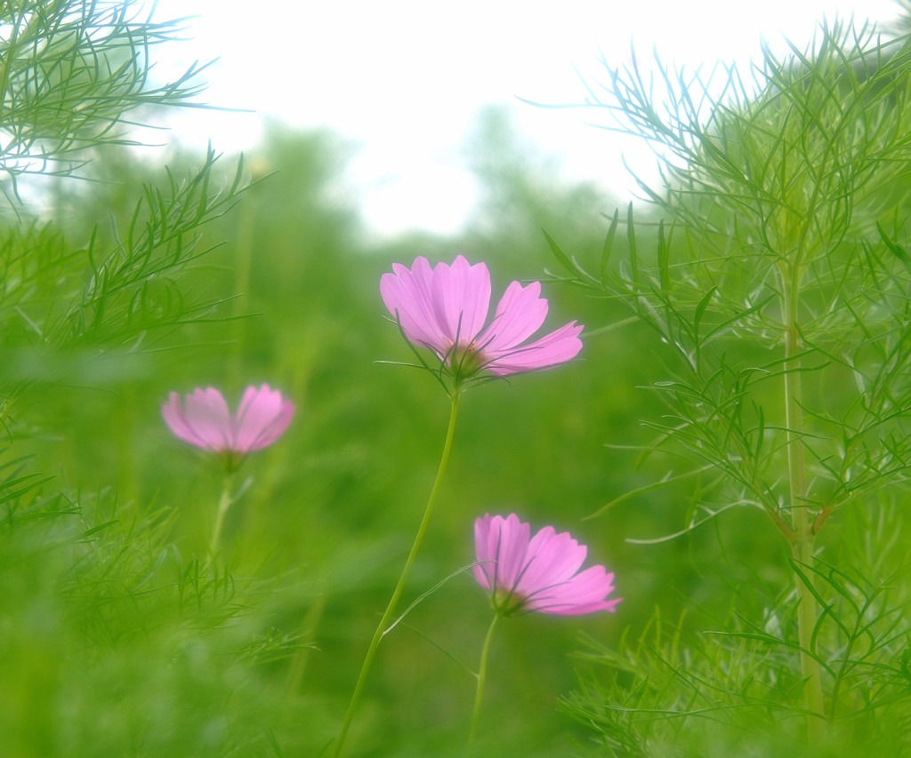 秋風に誘われて・・