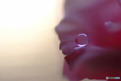 心静かに穏やかに✾雫