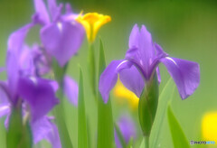 Shall we ダンス?・華