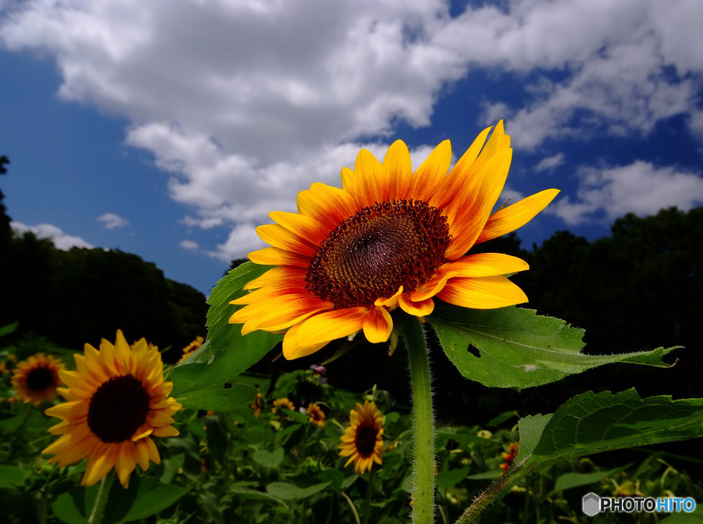 夏をあきらめて・2015