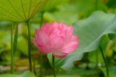 蓮物語・第13章