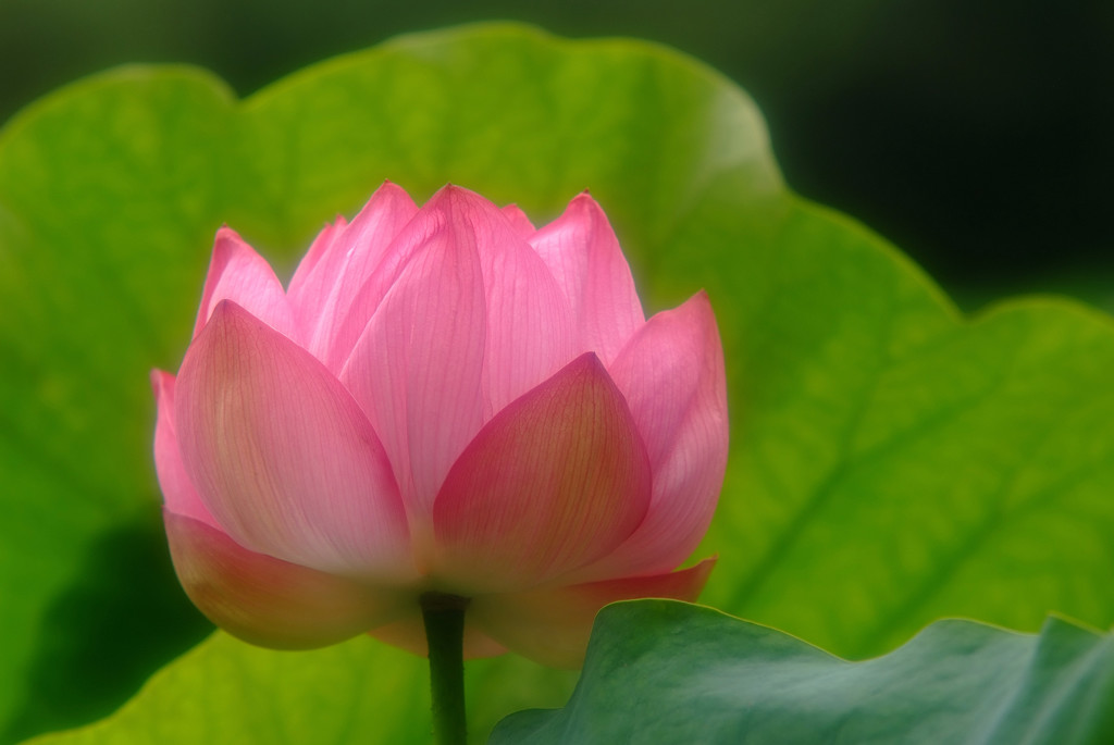 蓮物語・第11章