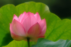 蓮物語・第11章