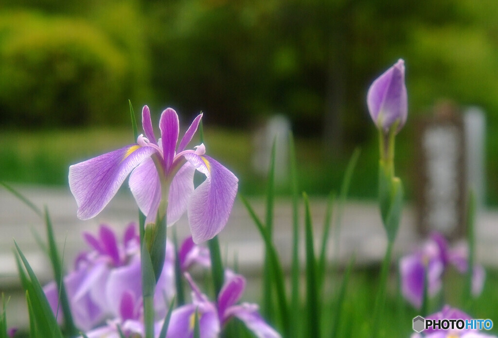 Japanese Beauty✿皐月の風