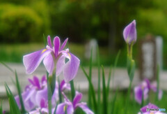 Japanese Beauty✿皐月の風