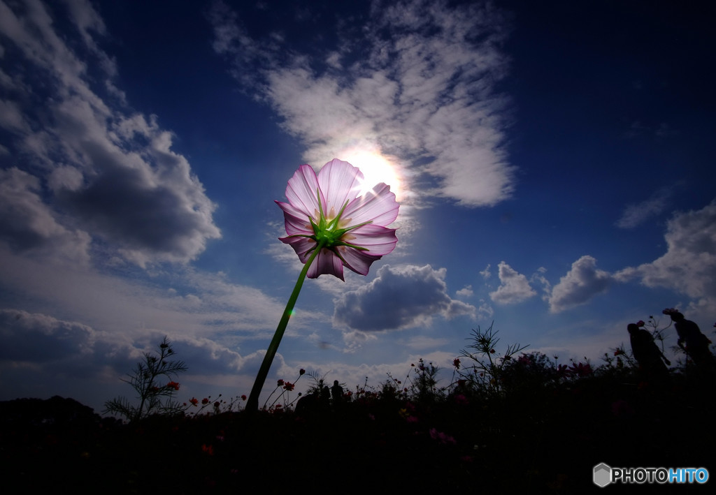 秋空スケッチ・秋桜