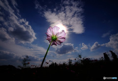 秋空スケッチ・秋桜