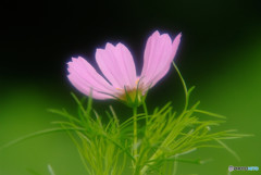秋桜の舞