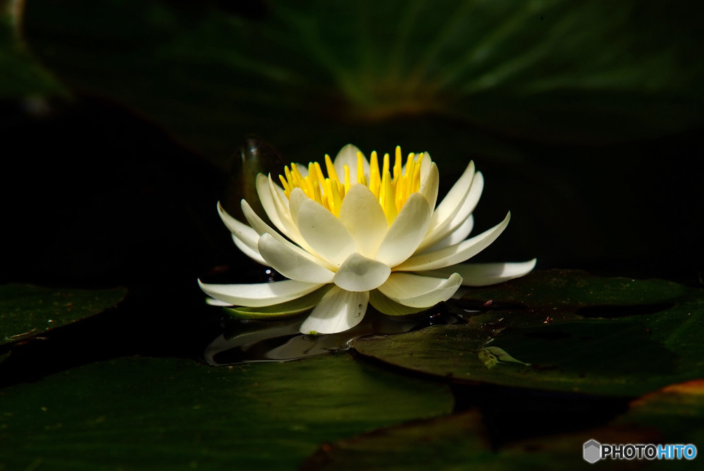 清らかで美しい心・睡