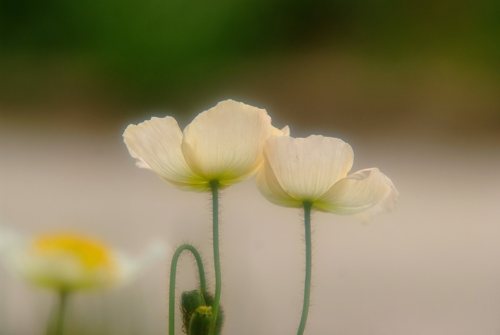 ふたりならきっと