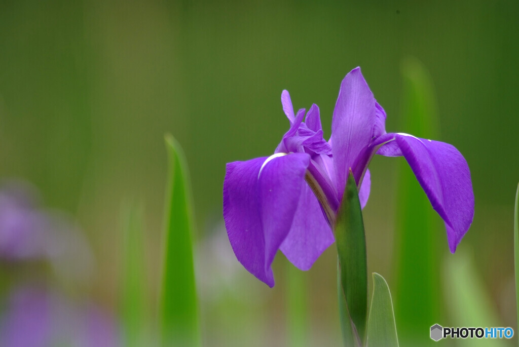 凛として❁4月の午後