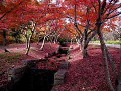 落葉の絨毯✿万博公園2025
