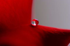 すべてLになる・雫