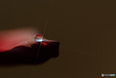 Symphony✾十字架