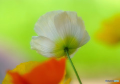 あなたに逢いたくて~Missing You