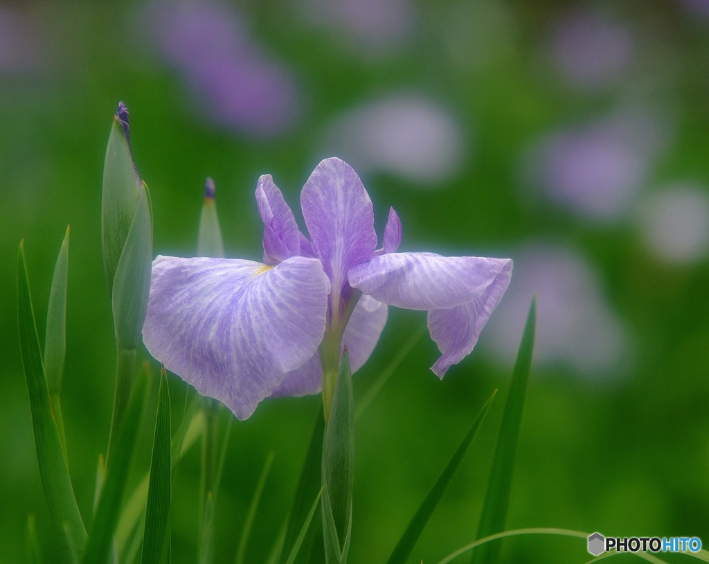 ゆれる想い・恋