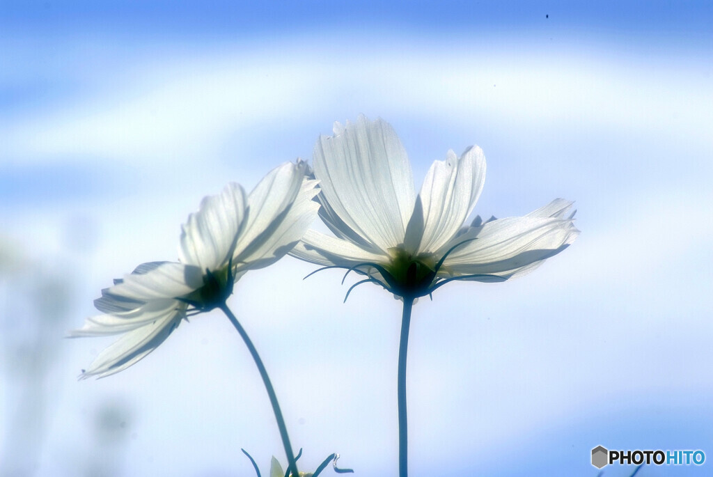 Japanese Beauty秋✿君に花束を