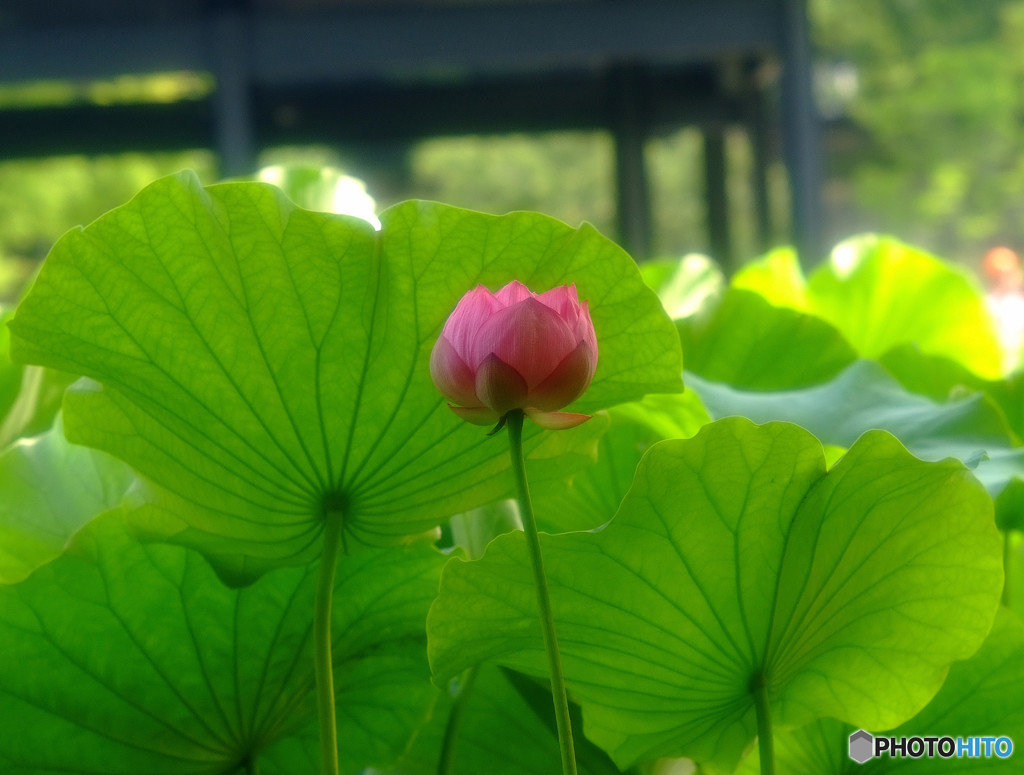 蓮よりひとこと・・