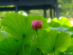 蓮よりひとこと・・