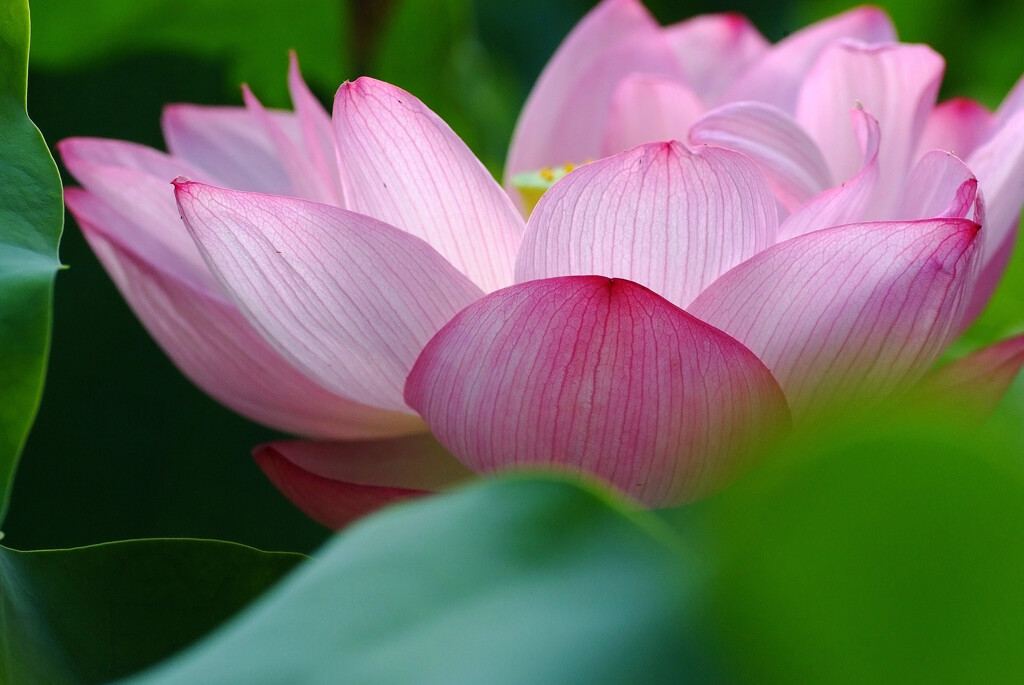 心を込めて✿蓮物語