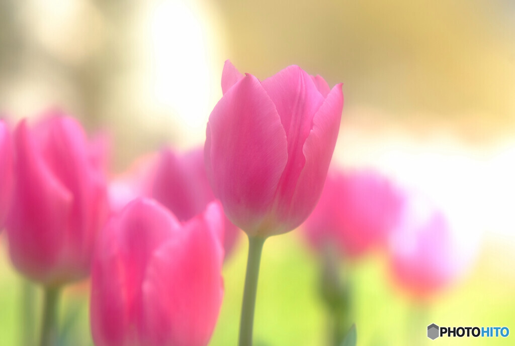 あの日に帰りたい・華