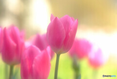 あの日に帰りたい・華