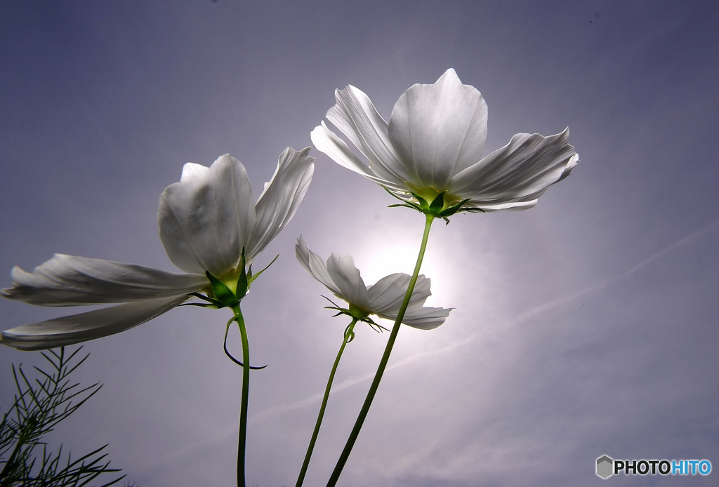 Dance Dance Dance ・華