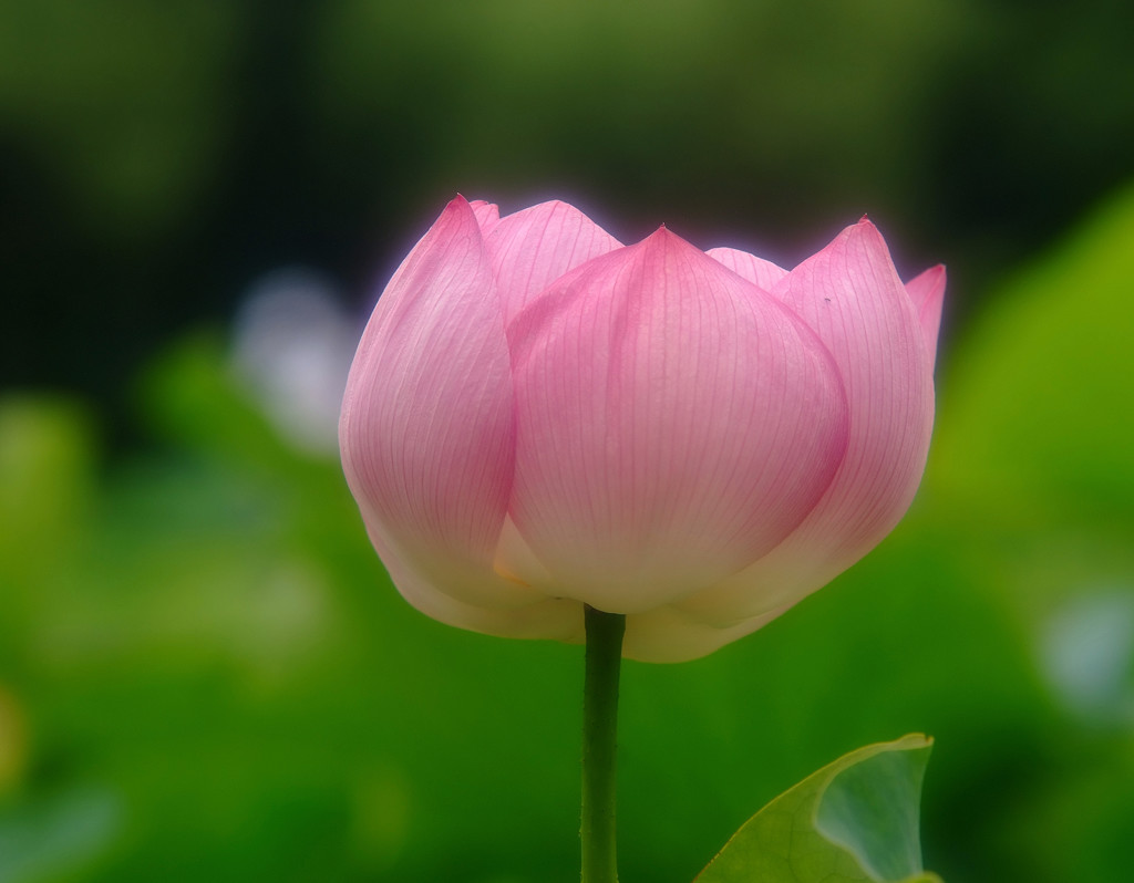 蓮物語・第12章