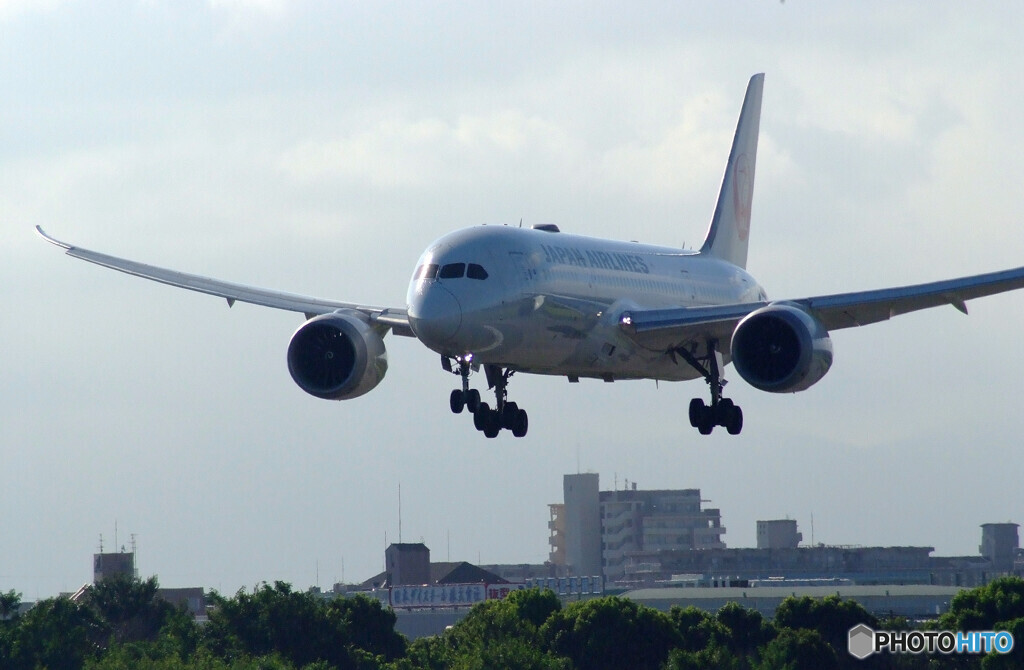 夏の旅人✈787-8 Dreamliner