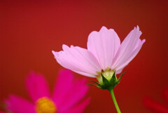 赤の誘惑✿COSMOS 赤の誘惑✿COSMOS