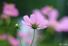 母に捧げるこの花を✾神無月