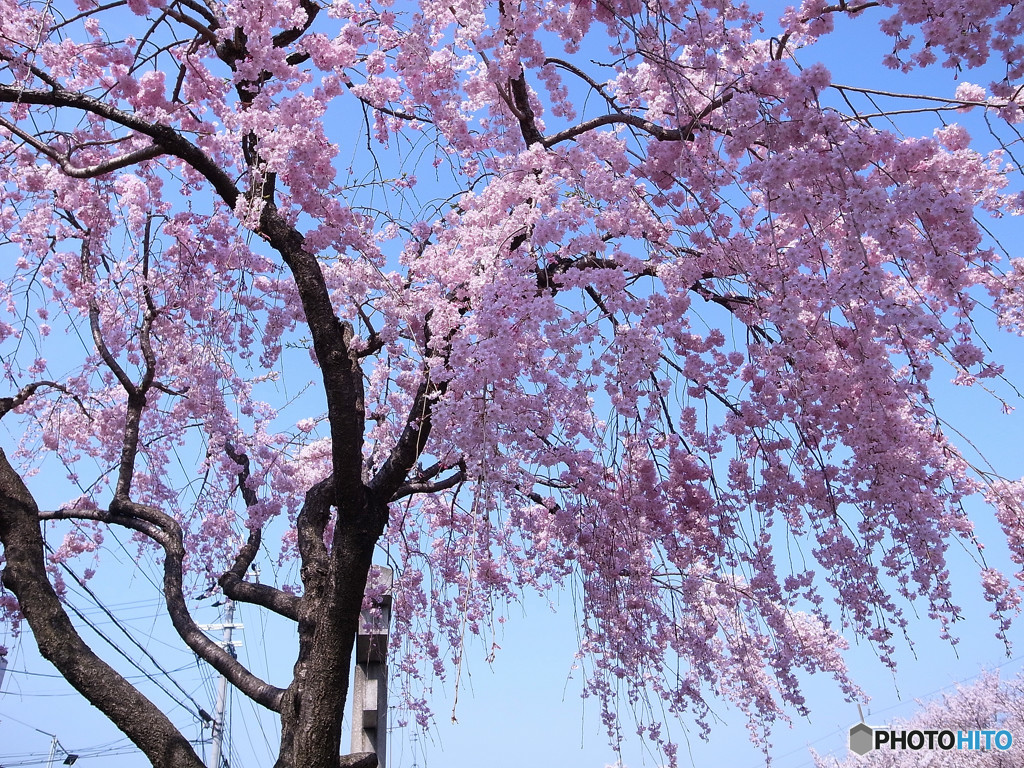 桜の誘惑・2018