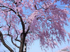桜の誘惑・2018