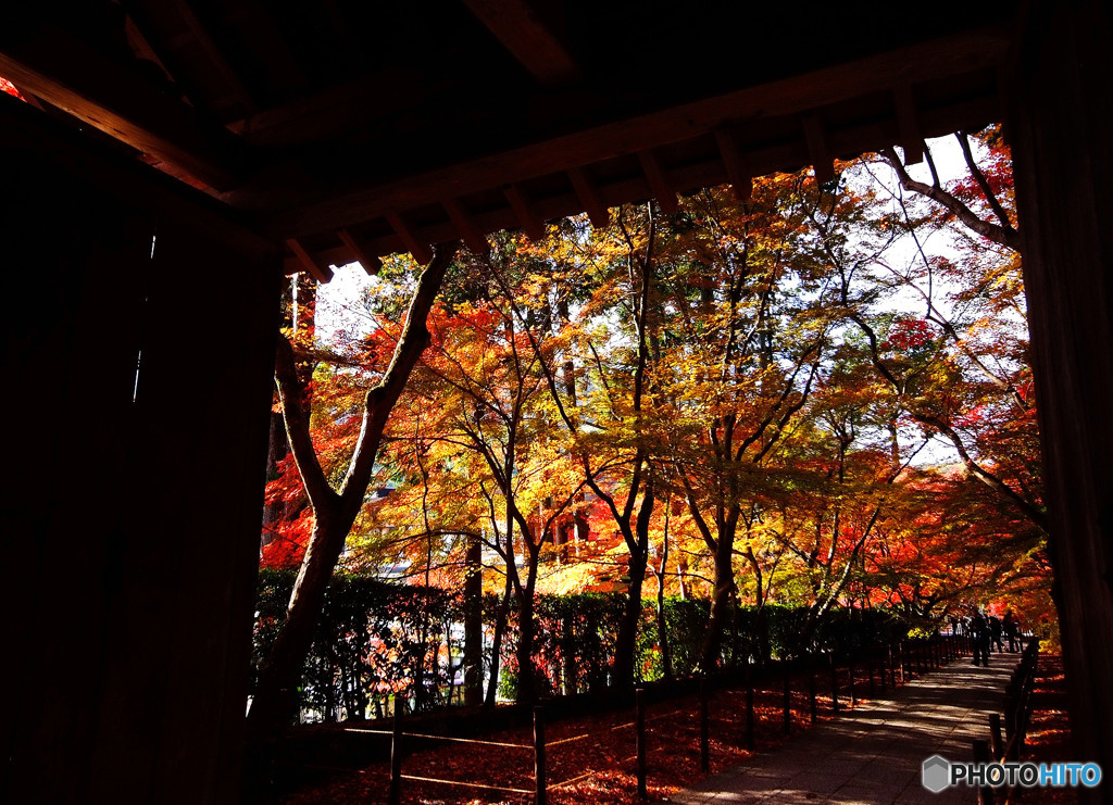 紅葉光・光明寺にて