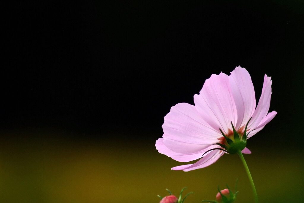 My garden✾癒やしの朝