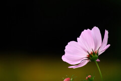 My garden✾癒やしの朝