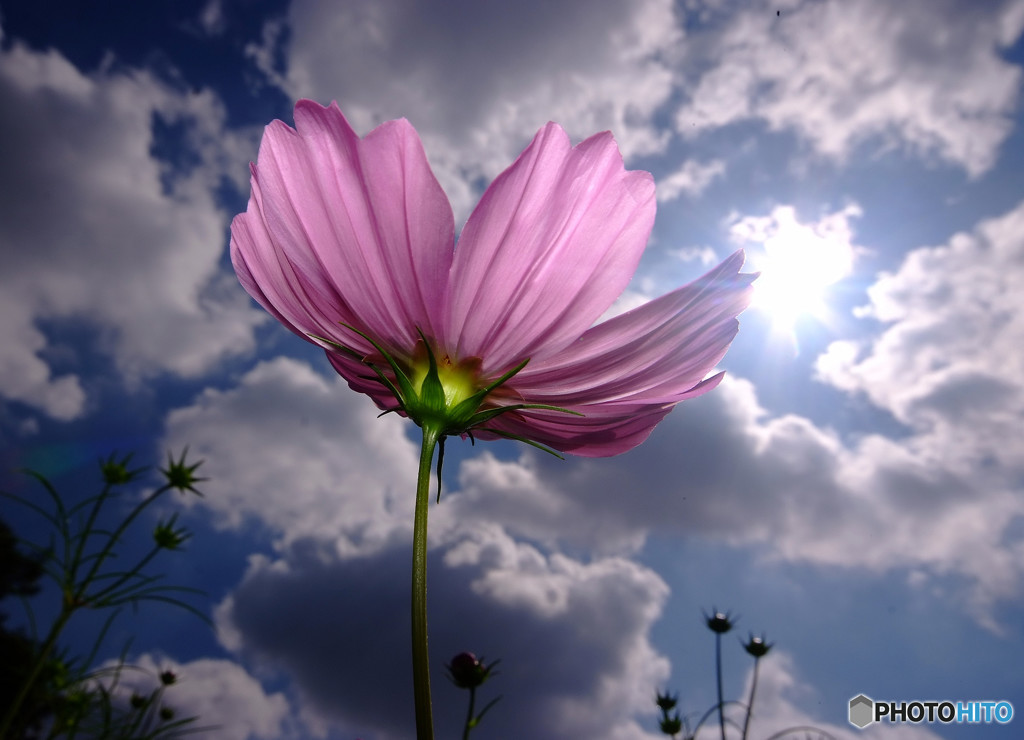 Cosmos theaterⅨ・秋